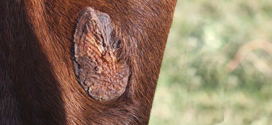 A Closer Look At Chestnuts And Ergots