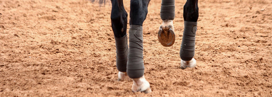Why Do Horses Need Boots & Bandages and Which is Best?