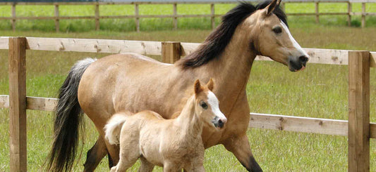 Equine Embryo Transfer - Is It An Option For You?
