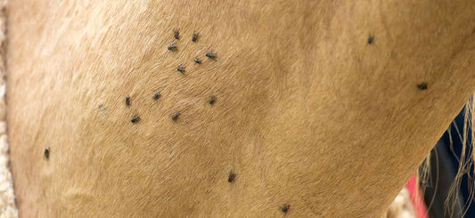 Extra Options To Protect Your Horse From Flies & Insects