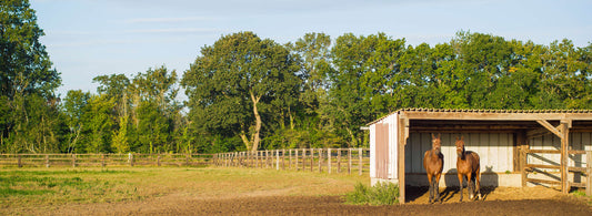 Horse Emergency Plan: How to Prepare for a Flood