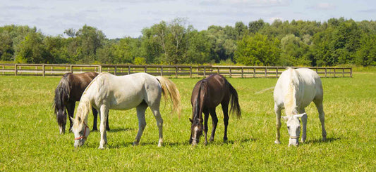 Ideal Horse Nutrition