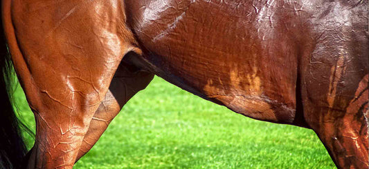 Is My Horse Too Hot Or Too Cold Under His Horse Rugs