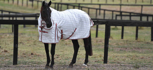 Paddock Horse Rugs - What Makes A Good Horse Rug Last?