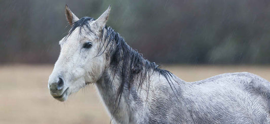Rain Scald and Horses