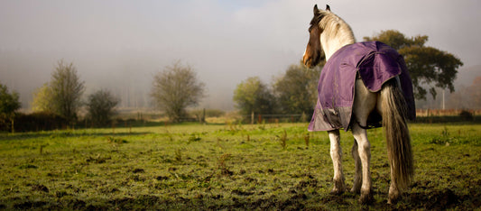 Thrush in Horses: Causes, Symptoms and Care