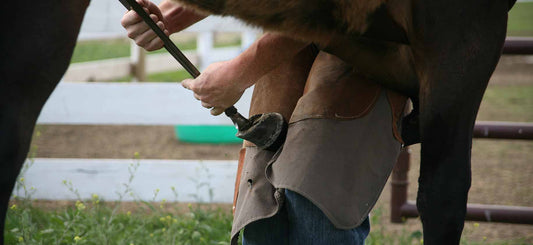 Trimming Your Horse's Feet