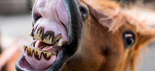 Visiting the Equine Dentist