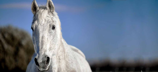Horses Winter Coats - How To Remove Them