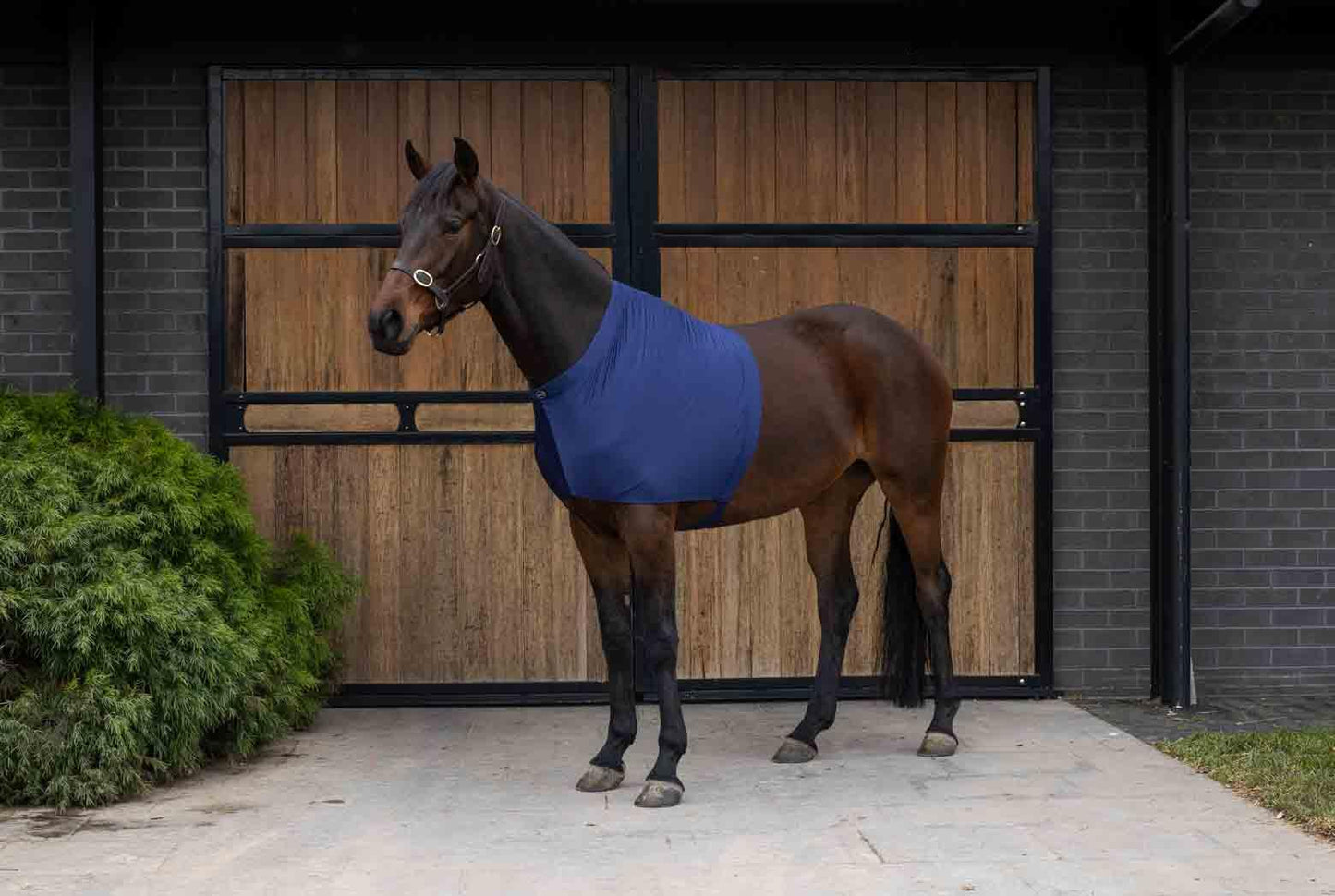 Caribu Lycra Horse Shoulder Guard