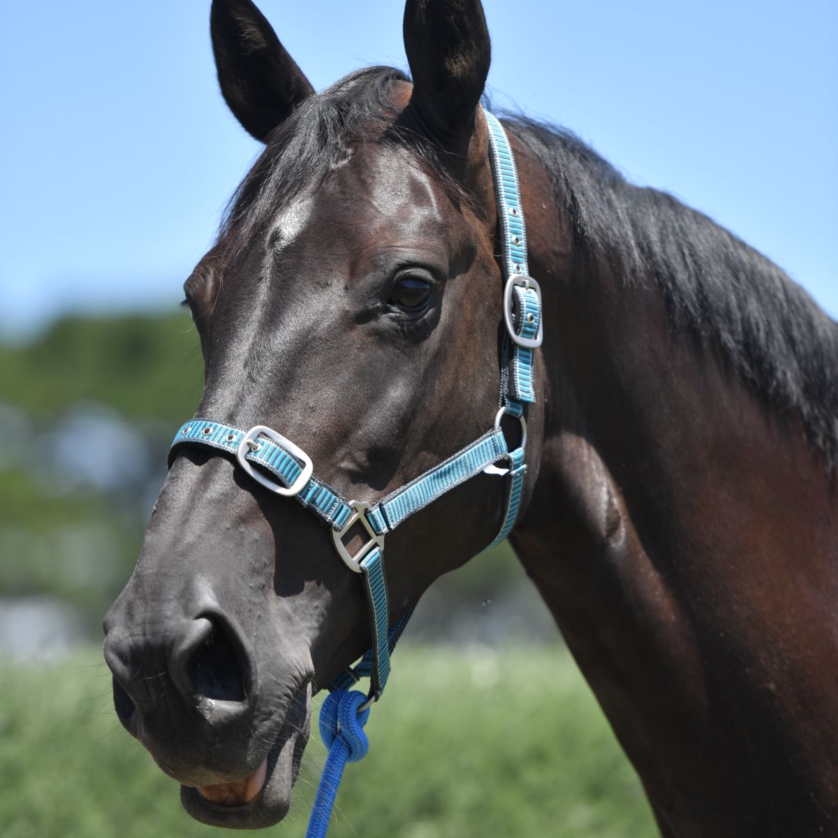 Halters Standard