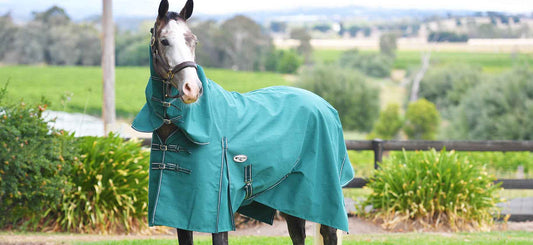 Canvas Horse Rug Buyers Guide
