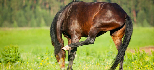 Dealing with an Itchy Horse