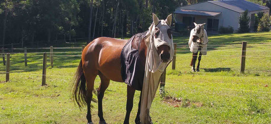 Does Your Horse Destroy Their Horse Rug? What Can You Do?