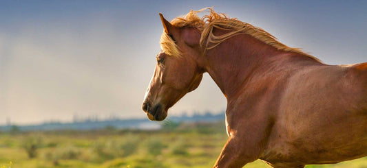 Feeding Your Horse Oil