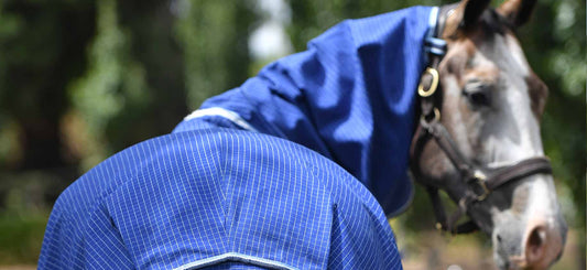 Helping Young Horses Adjust To Horse Rugs