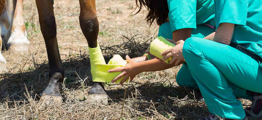 Treating the Greasy Heel Condition in Horses