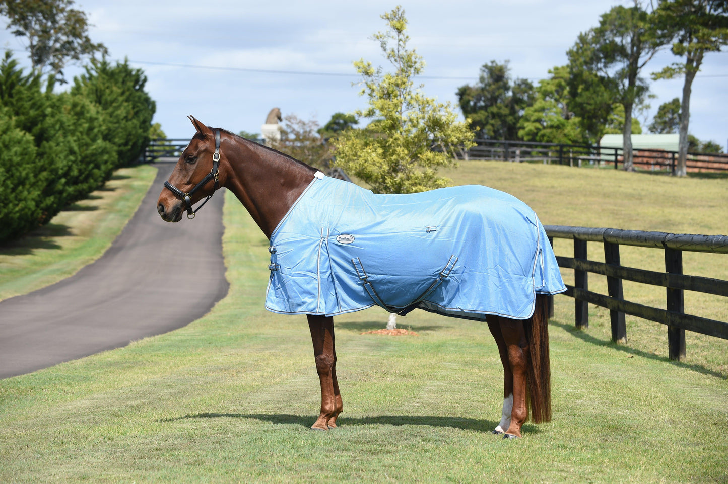 Caribu Euro 270gsm Mesh Horse Rug