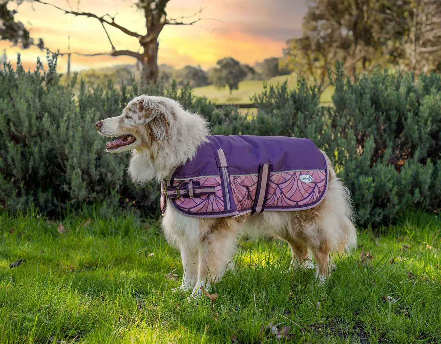 Caribu Colorado Dog Coat