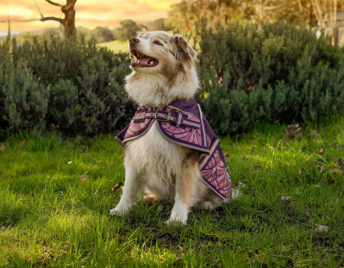 Caribu Colorado Dog Coat