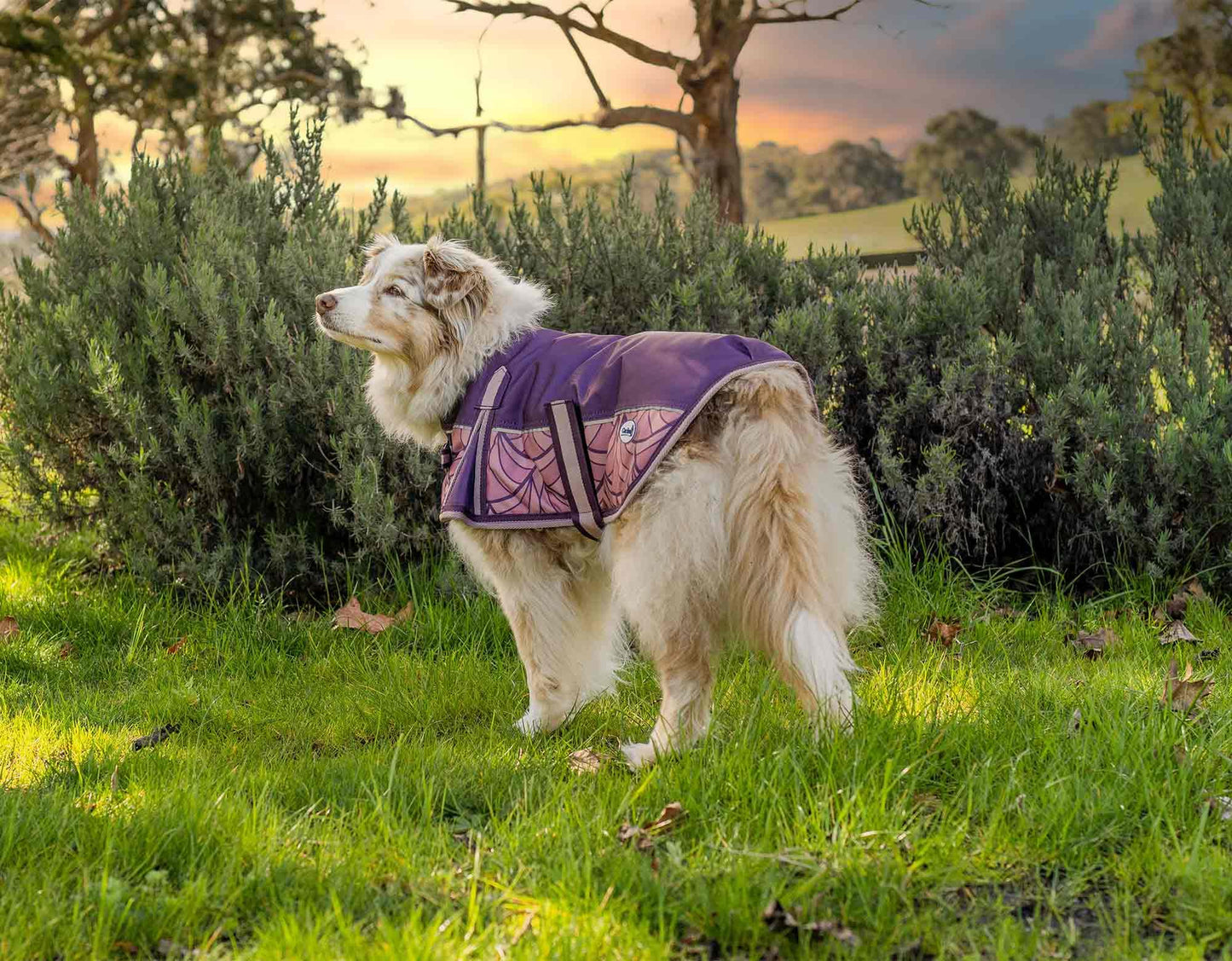Caribu Colorado Dog Coat