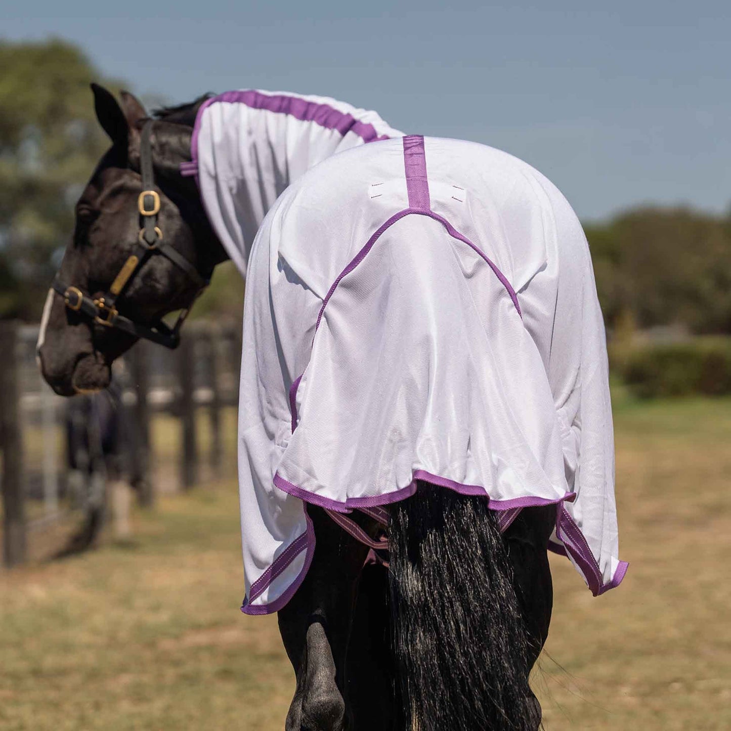 Caribu Euro Mesh Combo Horse Rug Violet & Lilac