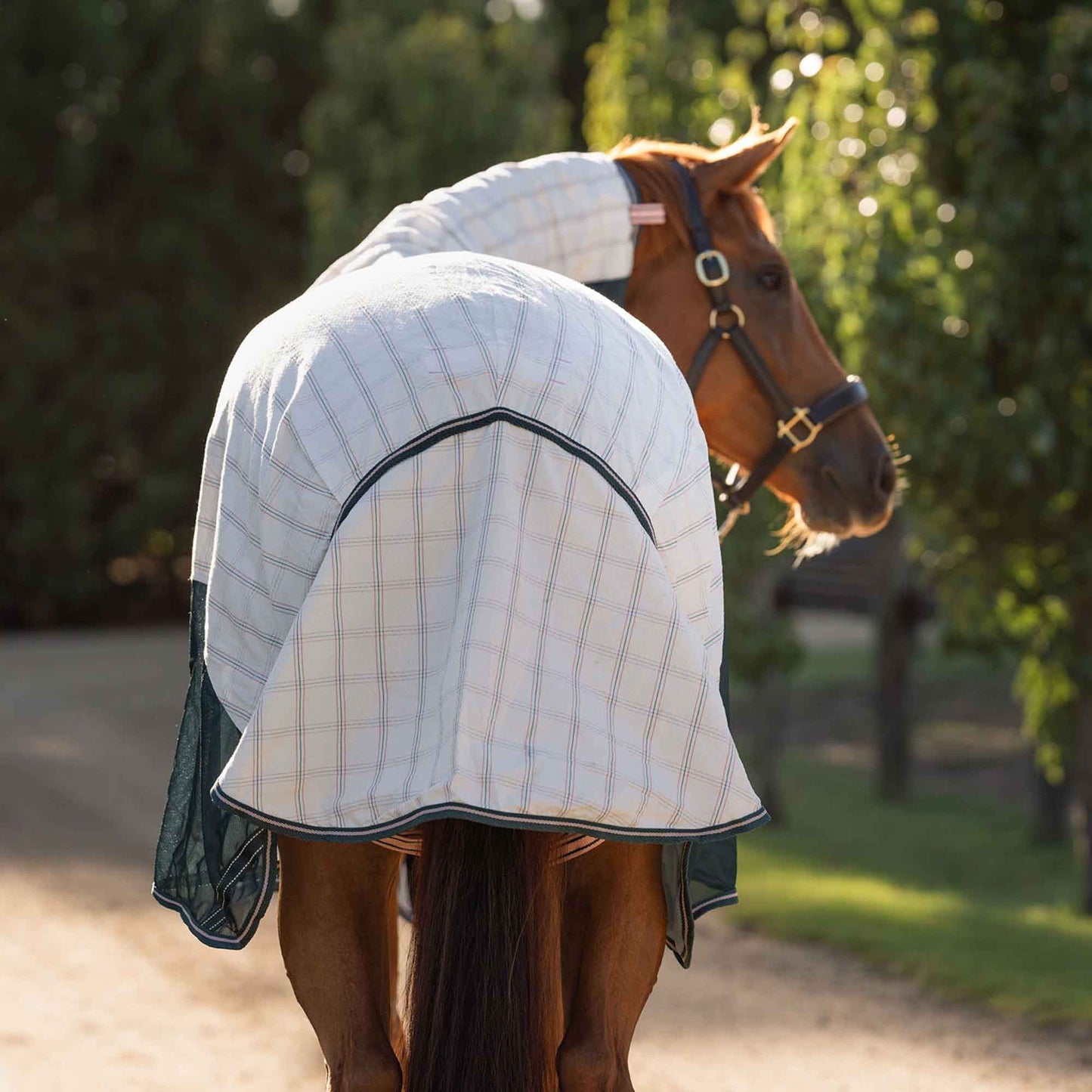 Caribu Atla Hybrid Combo Horse Rug Spruce Peach