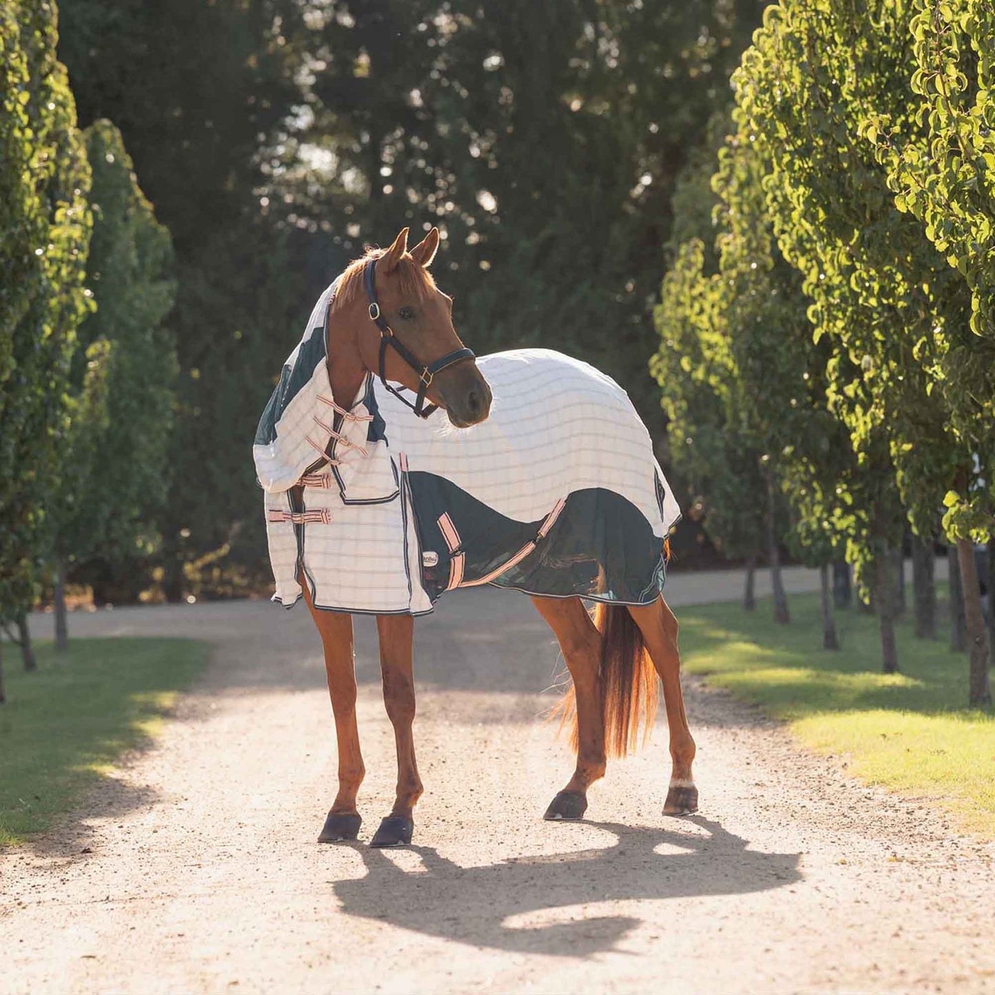 Caribu Atla Hybrid Combo Horse Rug Spruce Peach