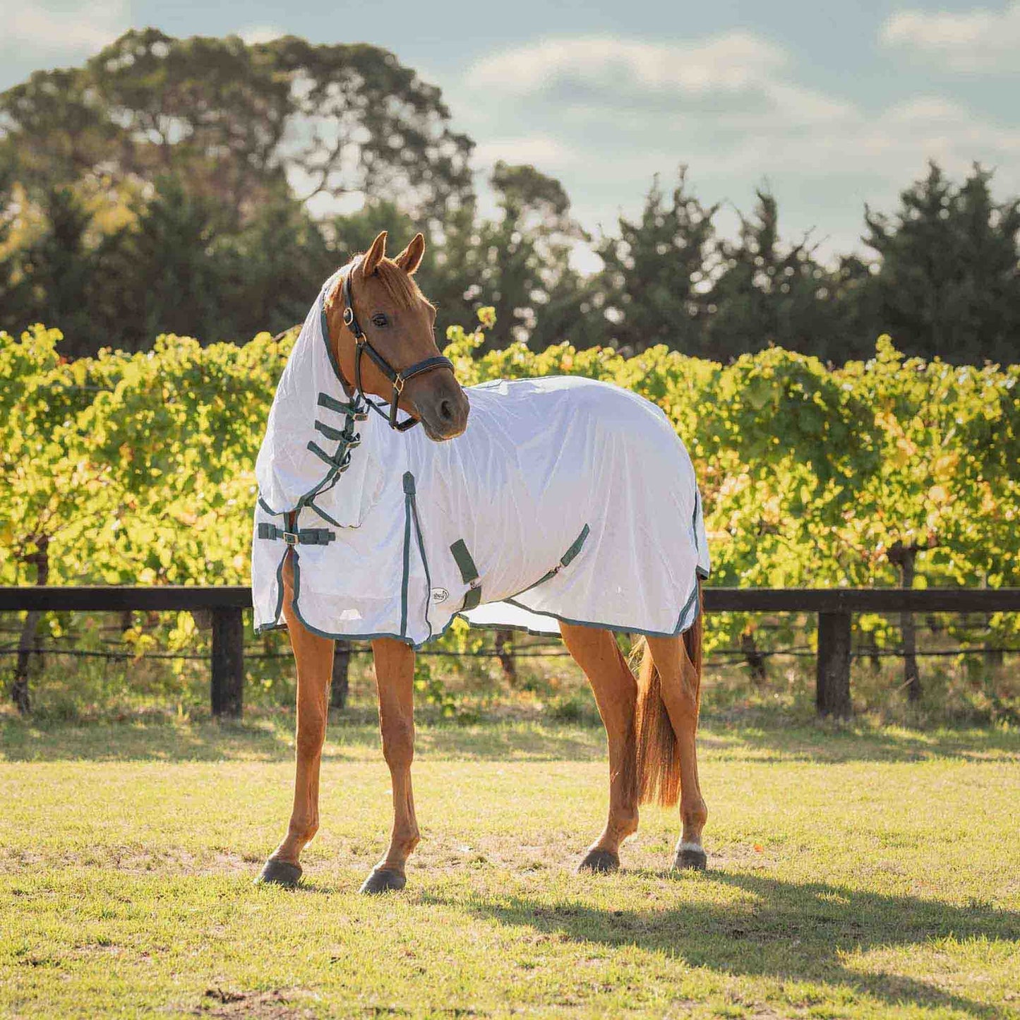 Caribu Euro Lite Mesh Combo Horse Rug Spruce Green
