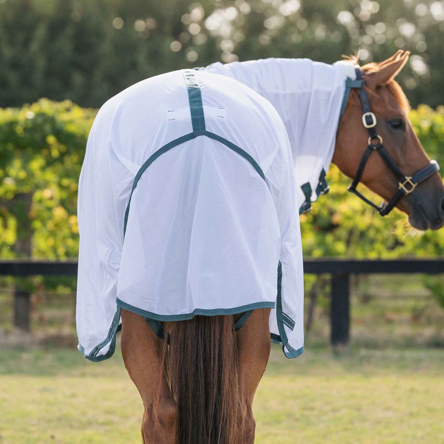 Caribu Euro Lite Mesh Combo Horse Rug Spruce Green
