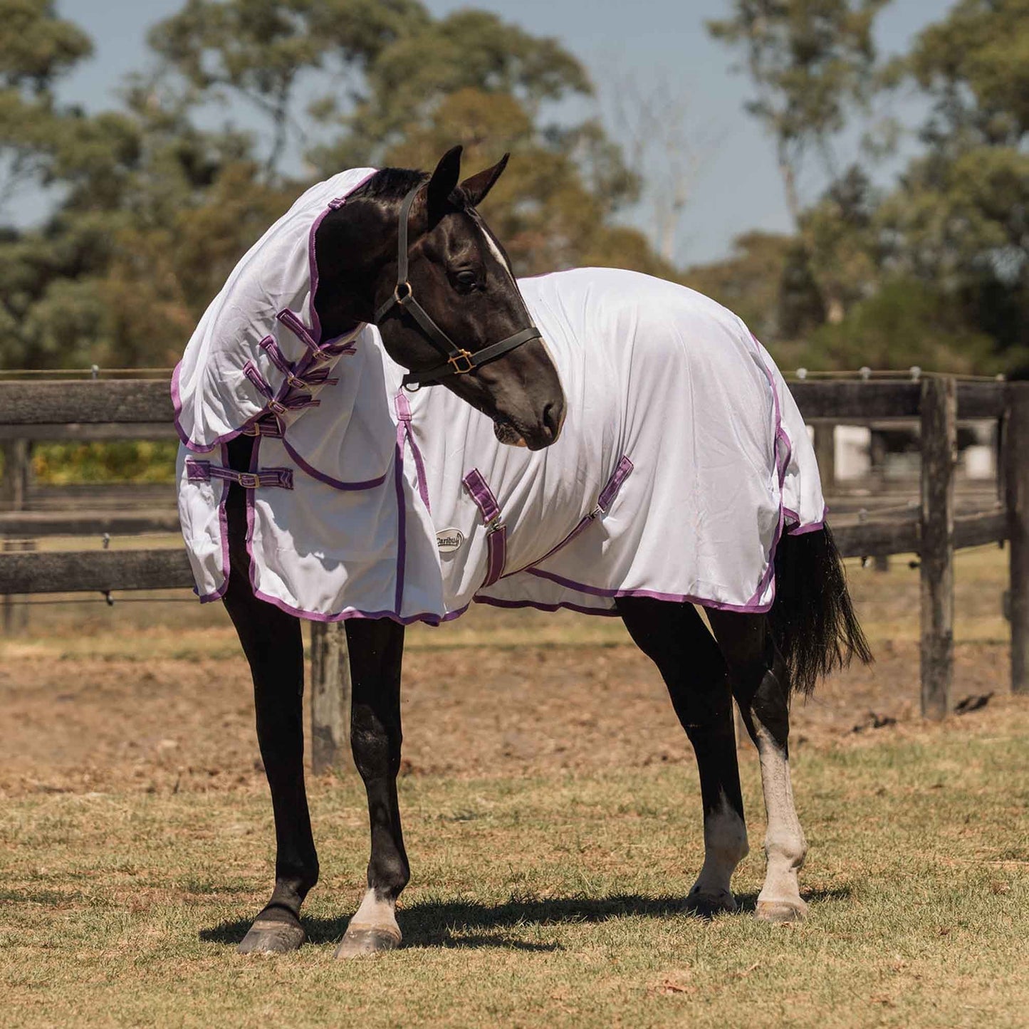 Caribu Euro Mesh Combo Horse Rug Violet & Lilac