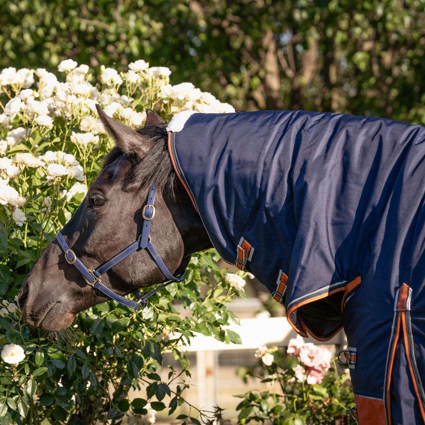 Caribu Colorado Combo Horse Rug 300g Navy/Kumquat