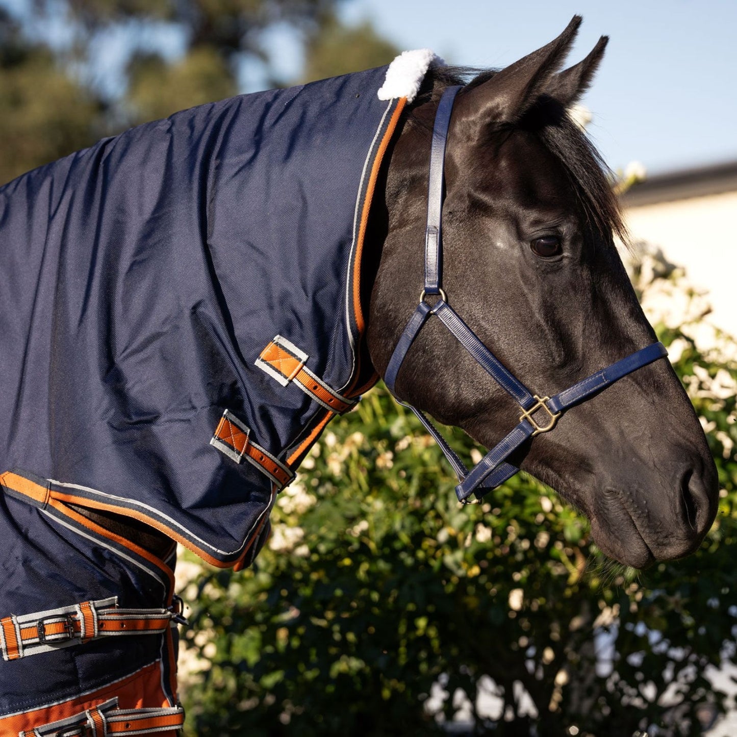 Caribu Colorado Combo Horse Rug 300g Navy/Kumquat