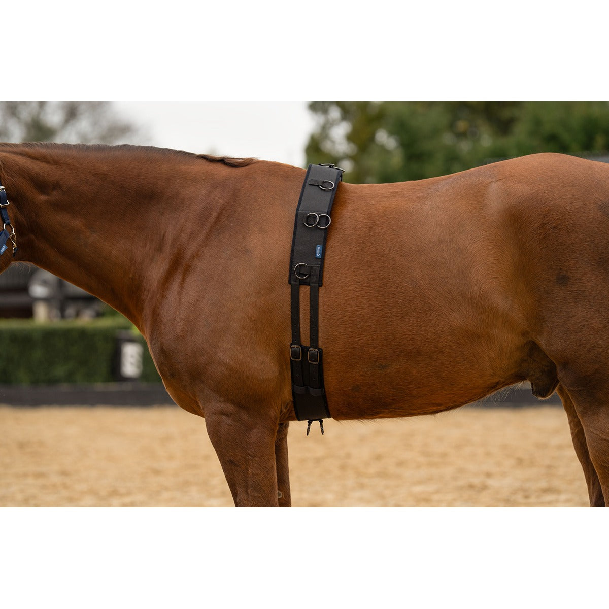 Caribu Lunge Roller for Horses