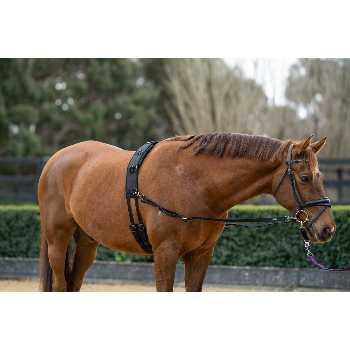 Caribu Lunge Roller for Horses