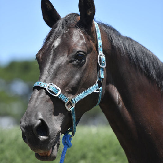 Halters Standard